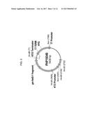 Soybean Event DP-305423-1 And Compositions And Methods For The     Identification And/Or Detection Thereor diagram and image