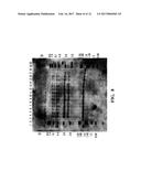 Soybean Event DP-305423-1 And Compositions And Methods For The     Identification And/Or Detection Thereor diagram and image