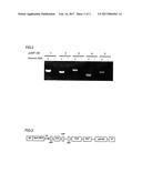POLYNUCLEOTIDE ENCODING NF-YB DERIVED FROM JATROPHA AND USE THEREOF diagram and image