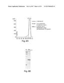 METHODS AND COMPOSITIONS FOR CELL-PROLIFERATION-RELATED DISORDERS diagram and image