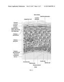 TOPICAL FILM DELIVERY SYSTEM diagram and image