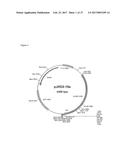 PRODUCTION OF MODIFIED FATTY ACIDS IN PLANTS THROUGH rDNA TARGETED     INTEGRATION OF HETEROLOGOUS GENES diagram and image