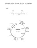 PRODUCTION OF MODIFIED FATTY ACIDS IN PLANTS THROUGH rDNA TARGETED     INTEGRATION OF HETEROLOGOUS GENES diagram and image