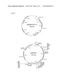 PRODUCTION OF MODIFIED FATTY ACIDS IN PLANTS THROUGH rDNA TARGETED     INTEGRATION OF HETEROLOGOUS GENES diagram and image