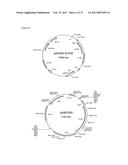 PRODUCTION OF MODIFIED FATTY ACIDS IN PLANTS THROUGH rDNA TARGETED     INTEGRATION OF HETEROLOGOUS GENES diagram and image