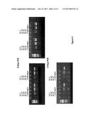 STRAND EXCHANGE HAIRPIN PRIMERS THAT GIVE HIGH ALLELIC DISCRIMINATION diagram and image