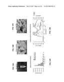 SMALL ncRNAS AS BIOMARKERS diagram and image