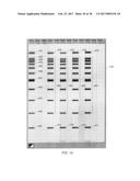 SOFTWARE FOR THE DISPLAY OF CHROMATOGRAPHIC SEPARATION DATA diagram and image