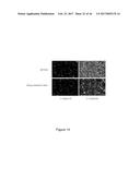 NOVEL CELL LINES AND METHODS diagram and image