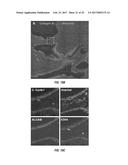 ANTIGEN DETECTION USING PHOTOCLEAVABLE LABELS diagram and image