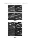 ANTIGEN DETECTION USING PHOTOCLEAVABLE LABELS diagram and image