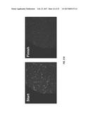 ANTIGEN DETECTION USING PHOTOCLEAVABLE LABELS diagram and image