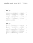 RAPID DETECTION OF THE  HIGH VIRULENT  ST-17 CLONE OF GROUP B     STREPTOCOCCUS diagram and image