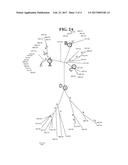 DETECTION METHODS EMPLOYING HCV CORE LIPID AND DNA BINDING DOMAIN     MONOCLONAL ANTIBODIES diagram and image