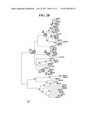 DETECTION METHODS EMPLOYING HCV CORE LIPID AND DNA BINDING DOMAIN     MONOCLONAL ANTIBODIES diagram and image