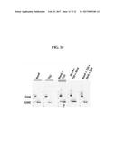 DETECTION METHODS EMPLOYING HCV CORE LIPID AND DNA BINDING DOMAIN     MONOCLONAL ANTIBODIES diagram and image