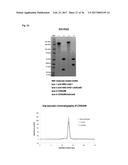 SPECIFIC AND HIGH AFFINITY BINDING PROTEINS COMPRISING MODIFIED SH3     DOMAINS OF FYN KINASE diagram and image