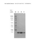 SPECIFIC AND HIGH AFFINITY BINDING PROTEINS COMPRISING MODIFIED SH3     DOMAINS OF FYN KINASE diagram and image