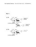 IL-17F-SPECIFIC CAPTURE AGENTS, COMPOSITIONS, AND METHODS OF USING AND     MAKING diagram and image