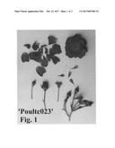 Ground cover rose plant named  Poultc023  diagram and image