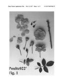 Ground Cover Rose Plant Named  Poultc022  diagram and image