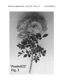 Ground Cover Rose Plant Named  Poultc022  diagram and image