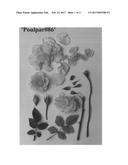 Miniature Rose plant named  Poulpar086  diagram and image