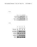 DUAL TARGETING DRUG CARRIER AND APPLICATION THEREOF diagram and image
