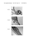 Cellulose Binding Domain Chitosan Seed Coating diagram and image