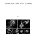 METHODS AND COMPOSITIONS FOR MITOCHONDRIAL REPLACEMENT THERAPY diagram and image