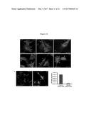 METHODS AND COMPOSITIONS FOR MITOCHONDRIAL REPLACEMENT THERAPY diagram and image