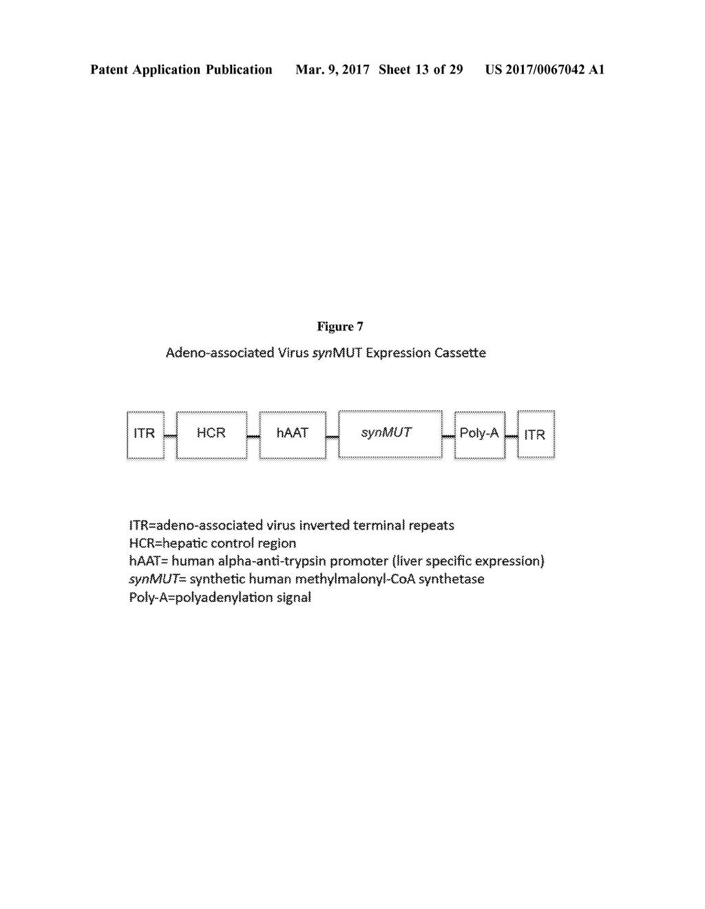 SYNTHETIC METHYLMALONYL-COA MUTASE TRANSGENE FOR THE TREATMENT OF MUT     CLASS METHYLMALONIC ACIDEMIA (MMA) - diagram, schematic, and image 14