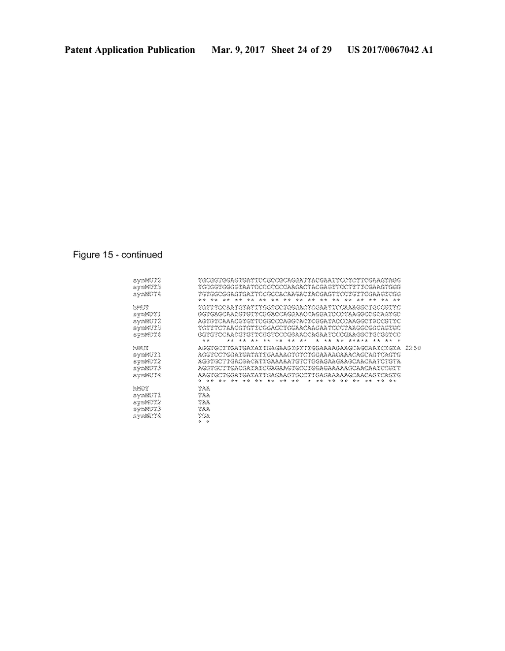 SYNTHETIC METHYLMALONYL-COA MUTASE TRANSGENE FOR THE TREATMENT OF MUT     CLASS METHYLMALONIC ACIDEMIA (MMA) - diagram, schematic, and image 25