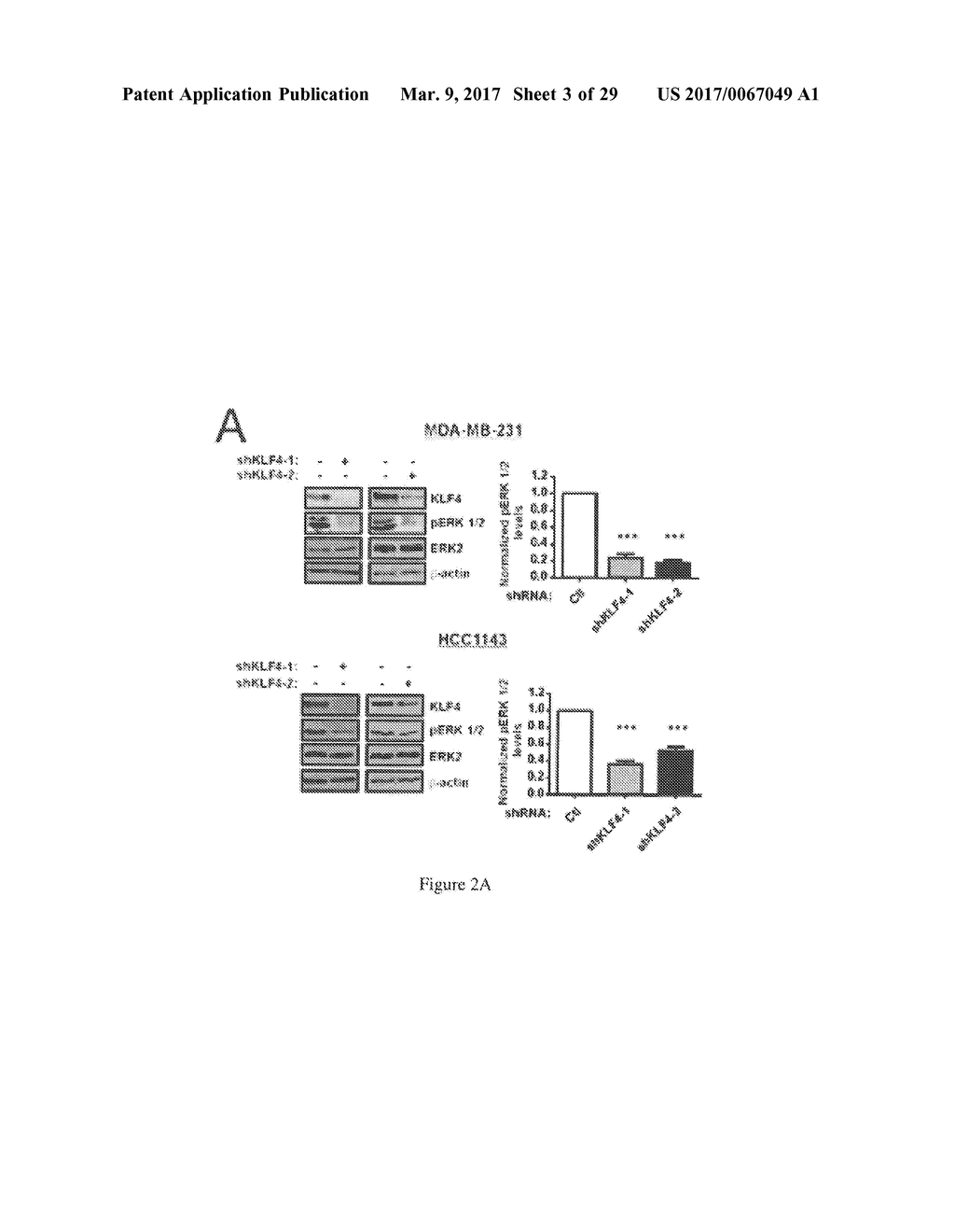 MicroRNAs 206 and 21 Cooperate To Promote RAS-Extracellular     Signal-Regulated Kinase Signaling by Suppressing the Translation of RASA1     and SPRED1 - diagram, schematic, and image 04