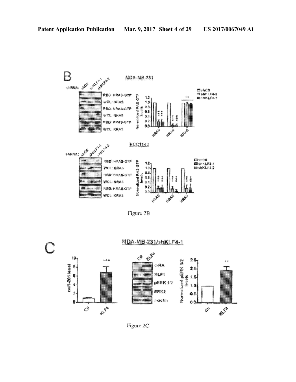 MicroRNAs 206 and 21 Cooperate To Promote RAS-Extracellular     Signal-Regulated Kinase Signaling by Suppressing the Translation of RASA1     and SPRED1 - diagram, schematic, and image 05