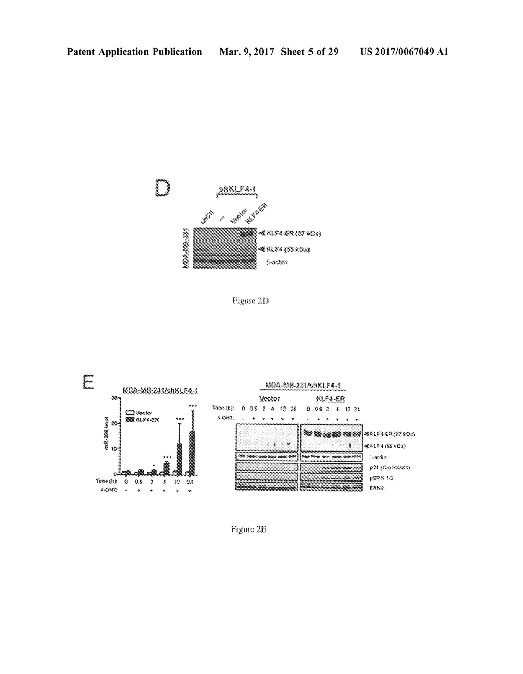 MicroRNAs 206 and 21 Cooperate To Promote RAS-Extracellular     Signal-Regulated Kinase Signaling by Suppressing the Translation of RASA1     and SPRED1 - diagram, schematic, and image 06