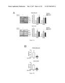 MicroRNAs 206 and 21 Cooperate To Promote RAS-Extracellular     Signal-Regulated Kinase Signaling by Suppressing the Translation of RASA1     and SPRED1 diagram and image
