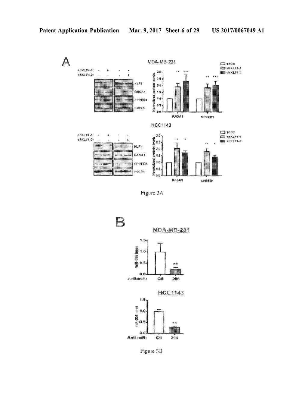 MicroRNAs 206 and 21 Cooperate To Promote RAS-Extracellular     Signal-Regulated Kinase Signaling by Suppressing the Translation of RASA1     and SPRED1 - diagram, schematic, and image 07