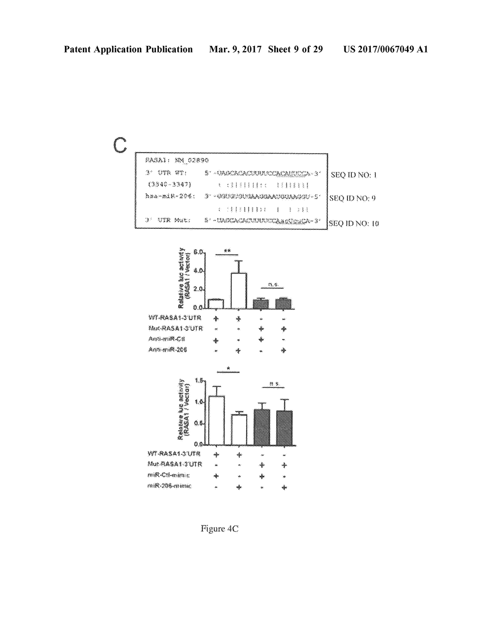 MicroRNAs 206 and 21 Cooperate To Promote RAS-Extracellular     Signal-Regulated Kinase Signaling by Suppressing the Translation of RASA1     and SPRED1 - diagram, schematic, and image 10