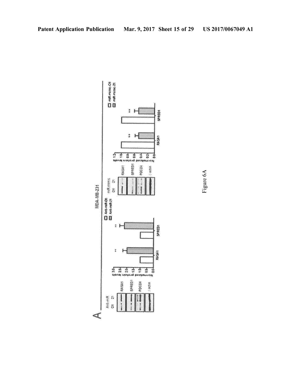 MicroRNAs 206 and 21 Cooperate To Promote RAS-Extracellular     Signal-Regulated Kinase Signaling by Suppressing the Translation of RASA1     and SPRED1 - diagram, schematic, and image 16