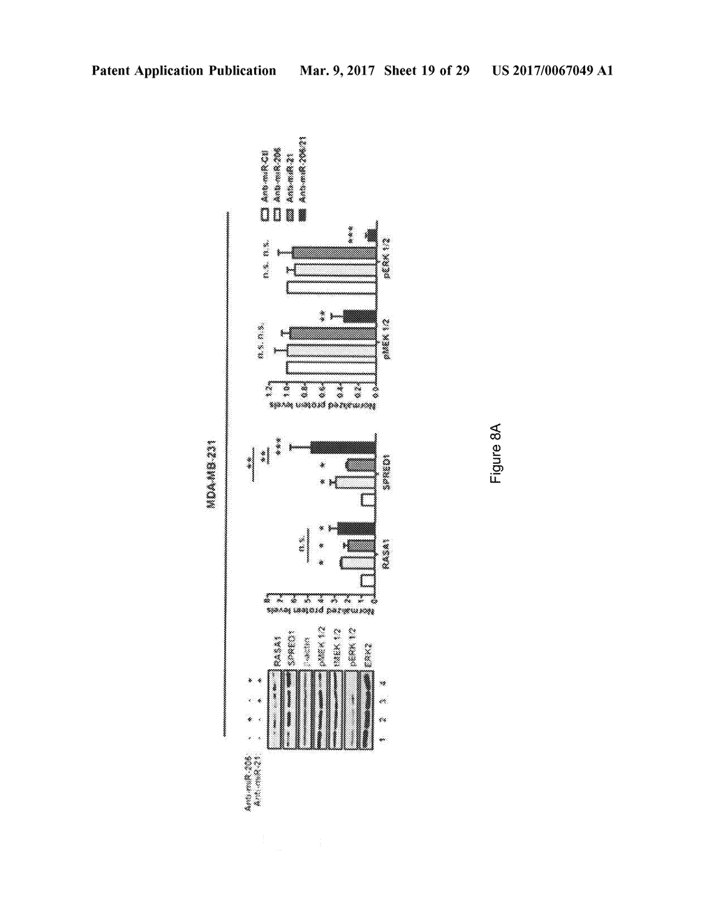 MicroRNAs 206 and 21 Cooperate To Promote RAS-Extracellular     Signal-Regulated Kinase Signaling by Suppressing the Translation of RASA1     and SPRED1 - diagram, schematic, and image 20