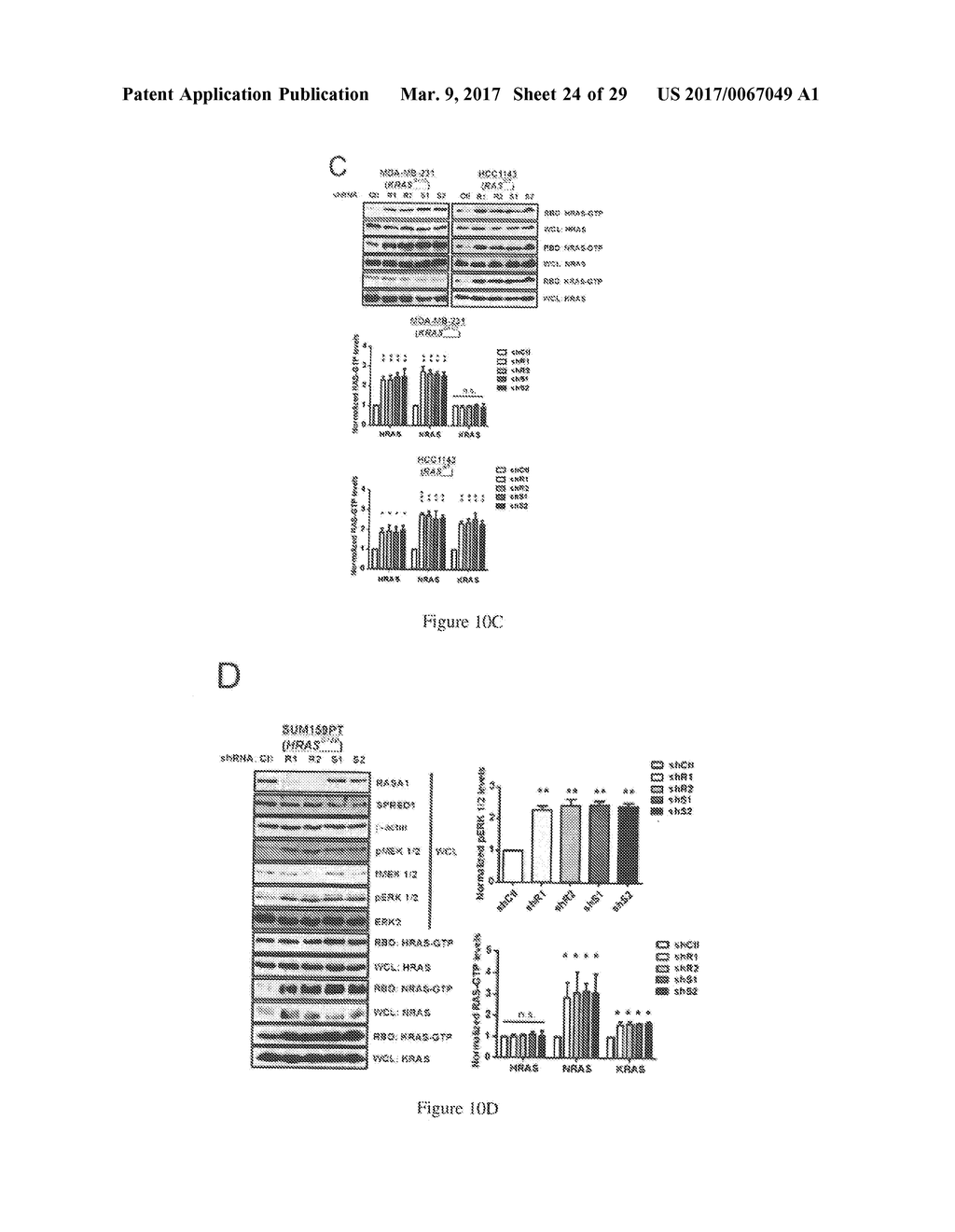 MicroRNAs 206 and 21 Cooperate To Promote RAS-Extracellular     Signal-Regulated Kinase Signaling by Suppressing the Translation of RASA1     and SPRED1 - diagram, schematic, and image 25