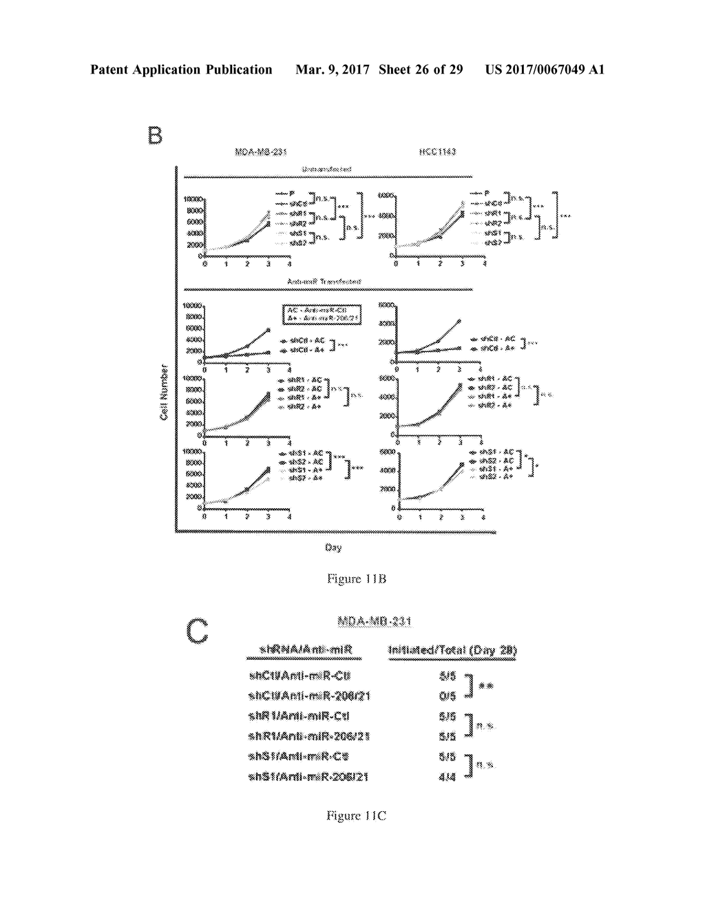 MicroRNAs 206 and 21 Cooperate To Promote RAS-Extracellular     Signal-Regulated Kinase Signaling by Suppressing the Translation of RASA1     and SPRED1 - diagram, schematic, and image 27