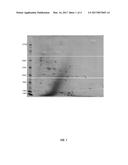 REGULATORY ELEMENT FOR HETEROLOGOUS PROTEIN PRODUCTION IN THE FRUITING     BODY OF FILAMENTOUS FUNGI diagram and image