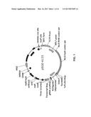 COMPOSITIONS AND METHODS FOR HIGH EFFICIENCY IN VIVO GENOME EDITING diagram and image