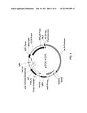 COMPOSITIONS AND METHODS FOR HIGH EFFICIENCY IN VIVO GENOME EDITING diagram and image