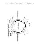 COMPOSITIONS AND METHODS FOR HIGH EFFICIENCY IN VIVO GENOME EDITING diagram and image