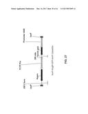 COMPOSITIONS AND METHODS FOR HIGH EFFICIENCY IN VIVO GENOME EDITING diagram and image