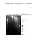 DEVICE AND METHODS FOR EPIGENETIC ANALYSIS diagram and image