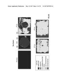REFLECTIVE MODE MULTI-SPECTRAL TIME-RESOLVED OPTICAL IMAGING METHODS AND     APPARATUSES FOR TISSUE CLASSIFICATION diagram and image